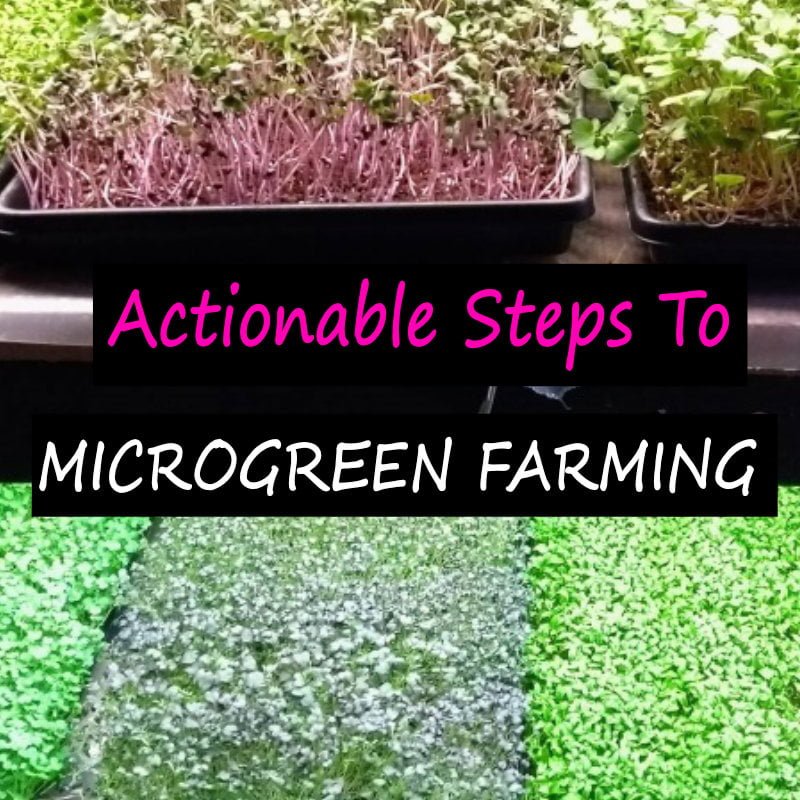 microgreen farming methods