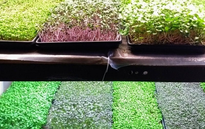 grow microgreens