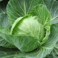 head of cabbage growing