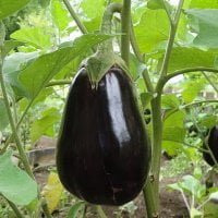 eggplant growing on vine