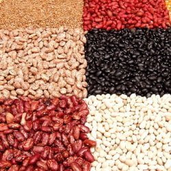 different varieties of beans