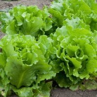 lettuces growing in the ground