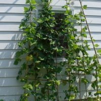 pole beans growing up a trellis