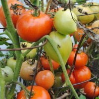 tomatoes growing on the vine at different ripeness