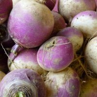 bunch of harvested turnips