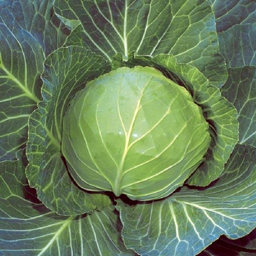 cabbage