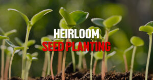 heirloom seed planting