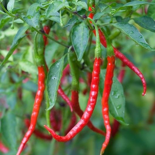 hot peppers