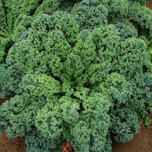 kale