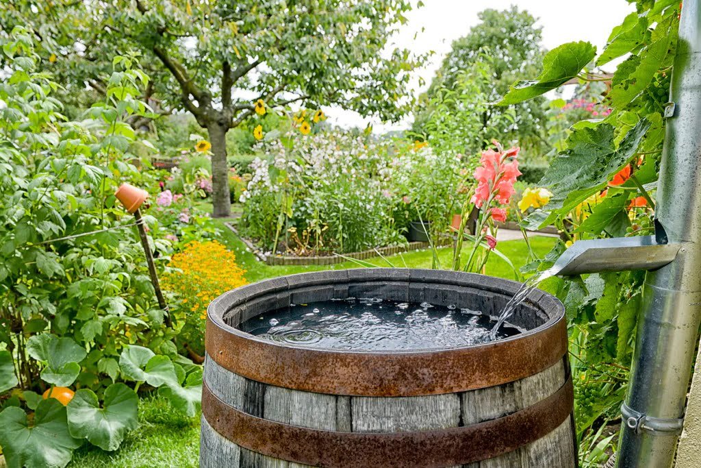 rain barrel in a beautiful garden
