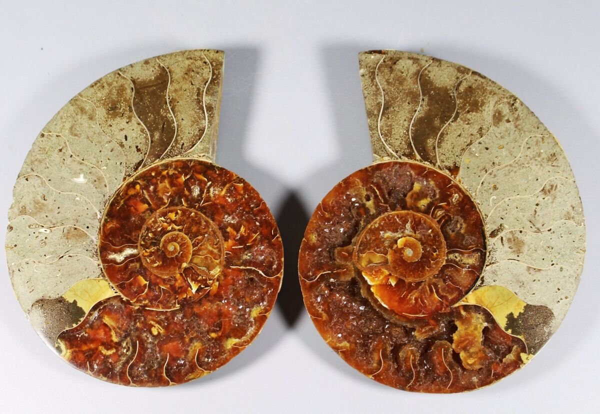 polished and preserved ammonite fossil