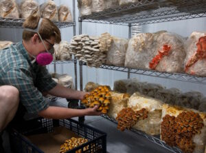 growing mushrooms as a homestead based business